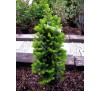 Пихта белая Пирамидалис (Abies alba "Pyramidalis") С 5